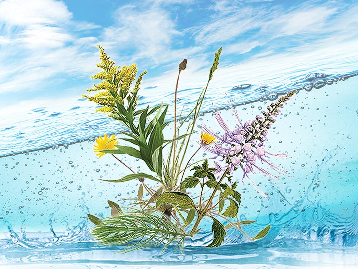 Természetes vesevédő és vízhajtó kivonat gyógynövényekkel