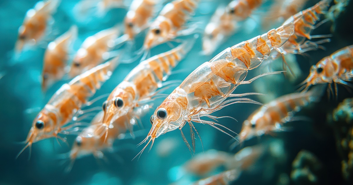 A krill olaj 10 előnye hideg időben