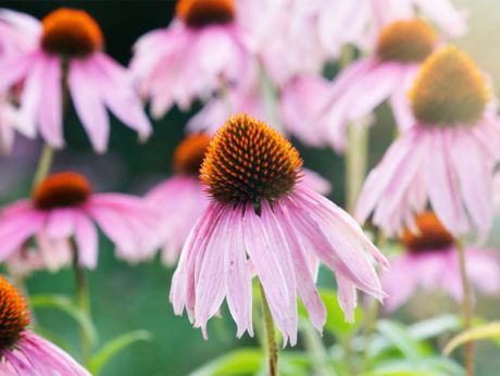 Mit csinál az Echinacea?