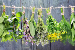 Blog bejegyzések: A 7 leghatékonyabb gyógynövény tavaszi méregtelenítéshez