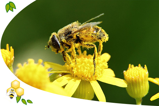 Méh pollen és látás, Méh pollen látása - Virágport begyűjtő méhek