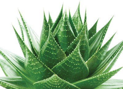 Natur Tanya ESI® Aloe Fresh® Fehér mosoly fogfehérítő fogkrém - Homeopátia-kompatibilis, természetes összetevők